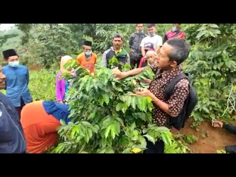 Bimtek Penerapan GAP komoditas Kopi di Poktan Kabupaten Bandung
