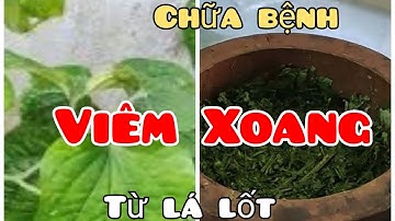 Cách chữa Viêm Xoang từ Lá Lốt ,Chi tiết cách làm thuốc
