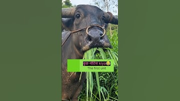 भैंस चिढ़ गयी 🤣#trending short video