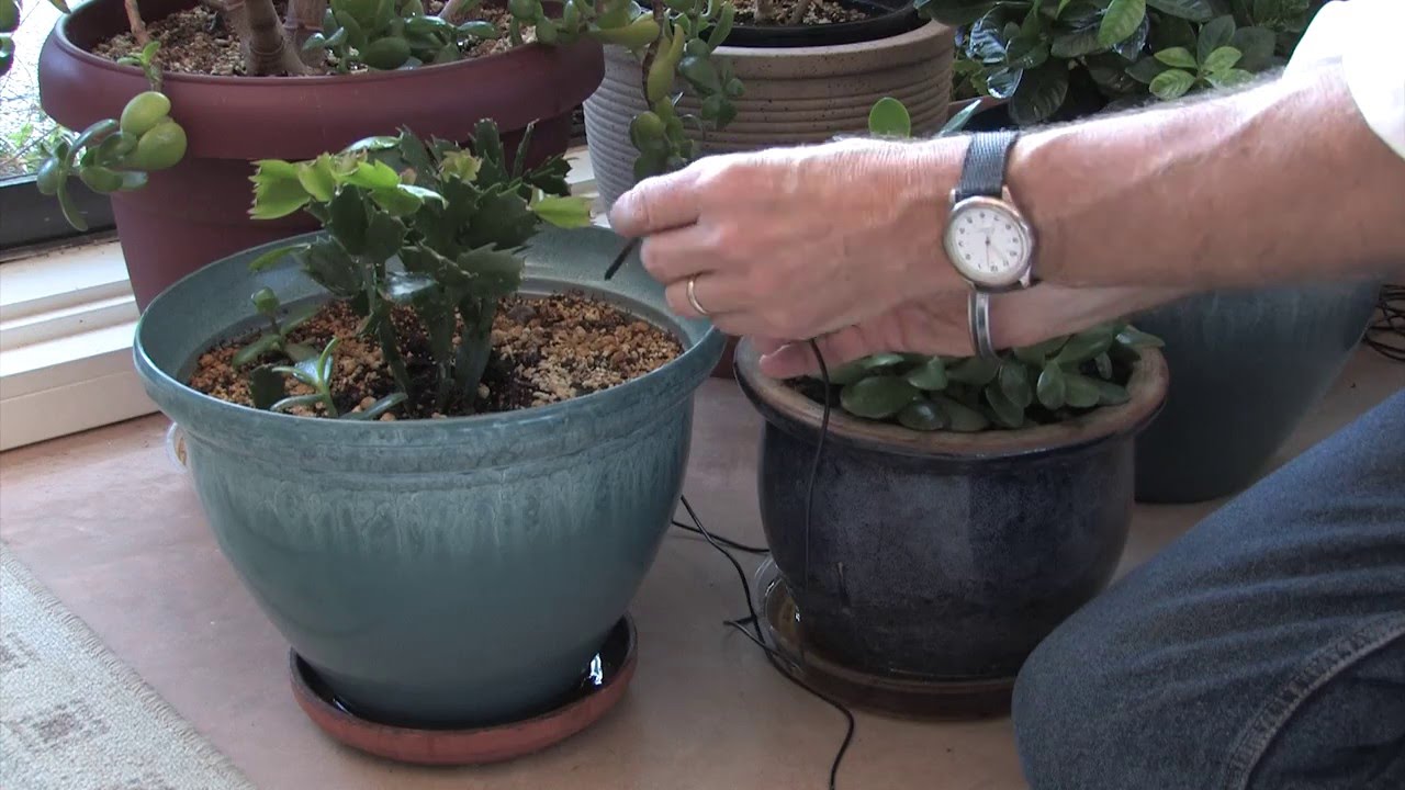 How Plants Can Sing Emerald Voices Music of the Trees YouTube