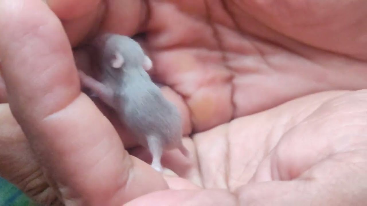 Cute Baby Hamster with lil fur!!!! 🥺❣️💗✨ 