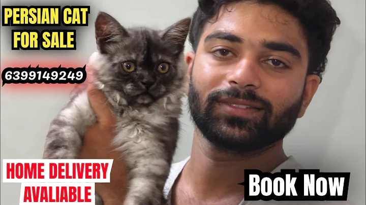Watch the video about 🔥UNIQUE COLOUR MALE FOR SALE • HOME DELIVERY AVALIABLE #cat #kitten #pets #viral #trending #vlog