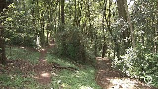 Moradores do entorno do Bosque Riacho das Pedra vão...