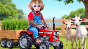 Monkey Nana Driving a tractor and the journey to handle hardened concrete on the road