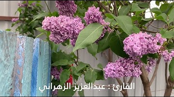 سورة مريم / القارئ عبدالعزيز الزهراني