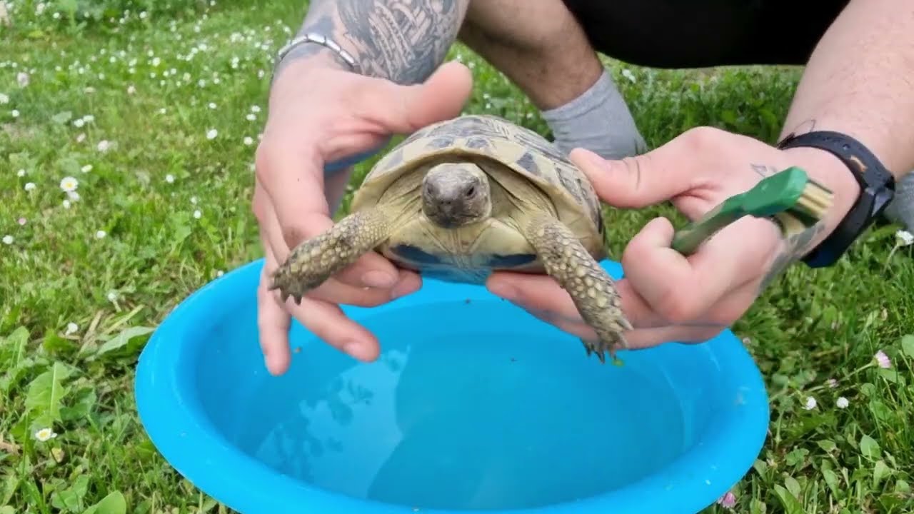 Kupanje kornjača Čančara nakon zimskoga sna