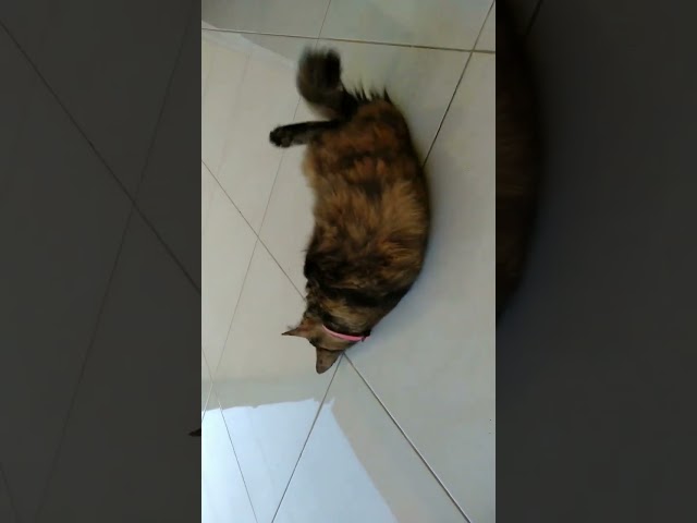 Kucing kesurupan!! detik-detik kucing kesurupan siluman ular!! class=