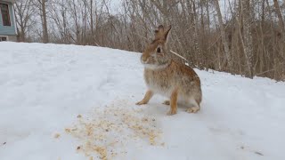 Another March evening with the bunnies