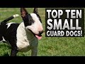 Top 10 SMALL Guard Dog Breeds!