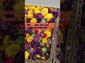 binibinta pla ito sa supermarket #bulak lak #almadedal #shortvideo