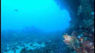 Diving The Rip - Castle Rock and Weedy Sea Dragons by Great Ocean Divers 777 views 1 year ago 11 minutes, 18 seconds