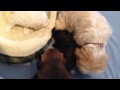 Molly's Mutts Day 45 Molly's Mutts Day 45
