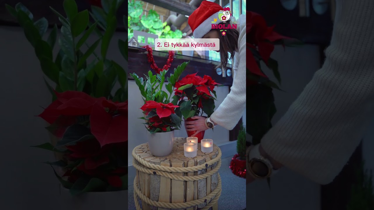 Joulutähden hoito-ohjeet by Biolan #joulu #joulutähti #joulukukka #flowers  #biolan