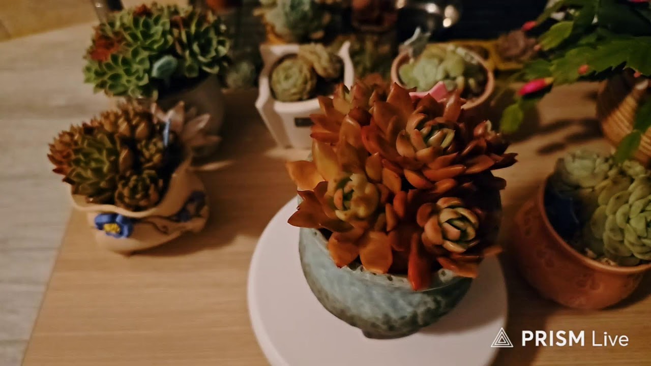 이쁜 다육.보리맘🌵🐰밤 라이브 스트리밍 중