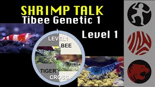SHRIMP TALK Tibee Genetic 1 - Level 1