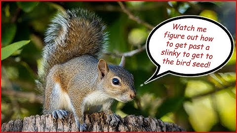 Watch a squirrel defeat the slinky to get to the bird feeder!