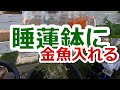 睡蓮鉢に金魚入れる