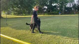 Hudson's PDC Obedience Routine