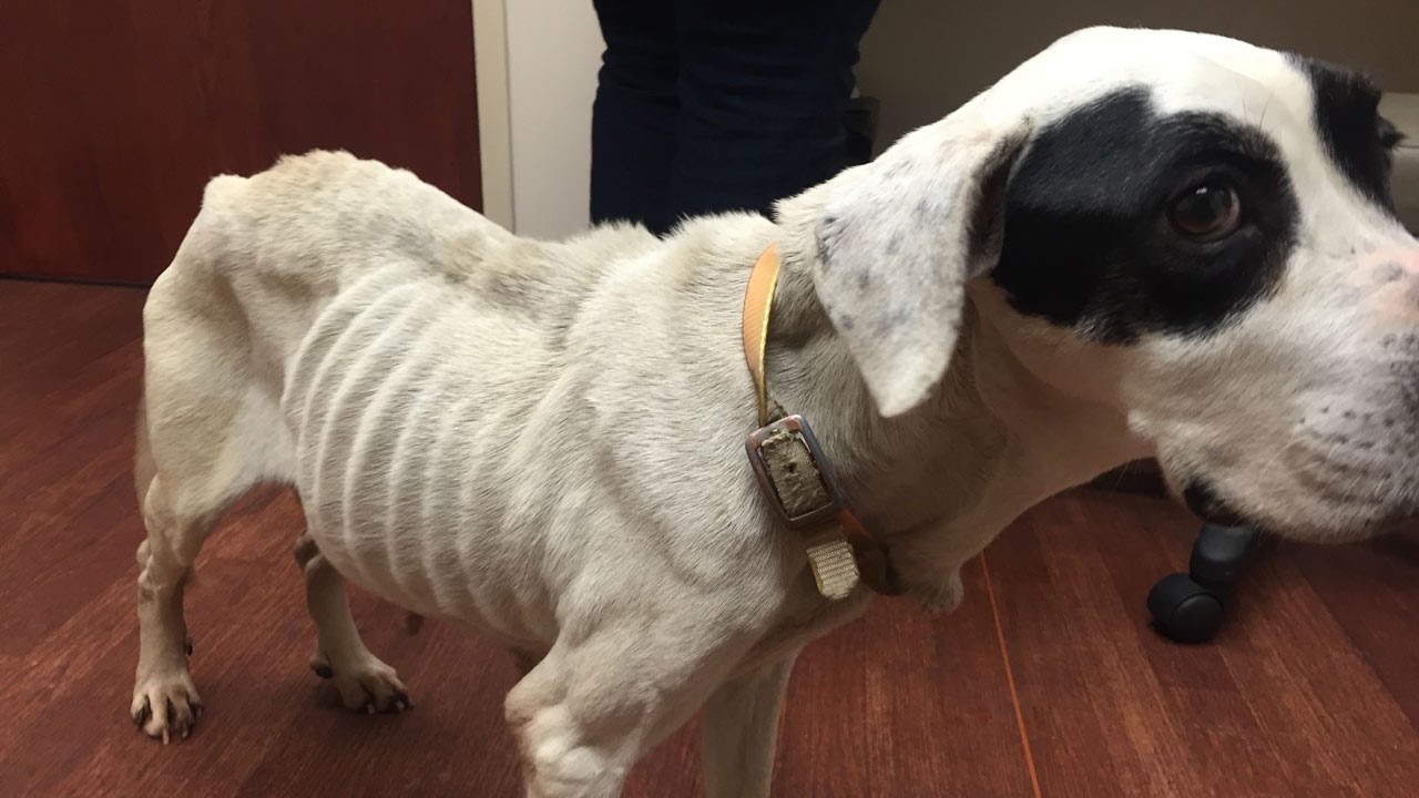 Ohio SPCA removes severely emaciated dog from Scioto County home - YouTube