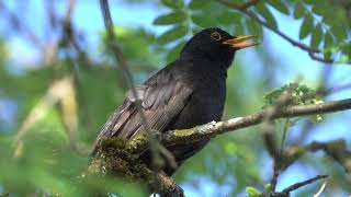 Blackbird - Stock video - free download ⬇️