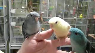 Lineolated Parakeets Talking