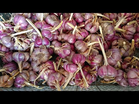 ХРАНЕНИЕ ЧЕСНОКА ПРОСТОЙ И НАДЕЖНЫЙ СПОСОБ.