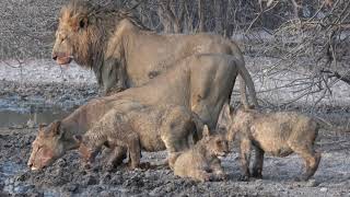 Sunday Pan Lion Pride - Day 2  - Morning