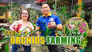 AMAZING ORCHIDS FARMING | ORCHIDS BUSINESS NAGSIMULA SA MALIIT, HANGGANG NAGING FAMILY BUSINESS!