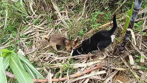 Cặp mẹ con này chuyên săn chuột, báo giá công khai trong video, , Zalo 0973856119