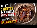 I Left 3 Insects in a Bottle for 24 Hours. Then the Ants Arrived.