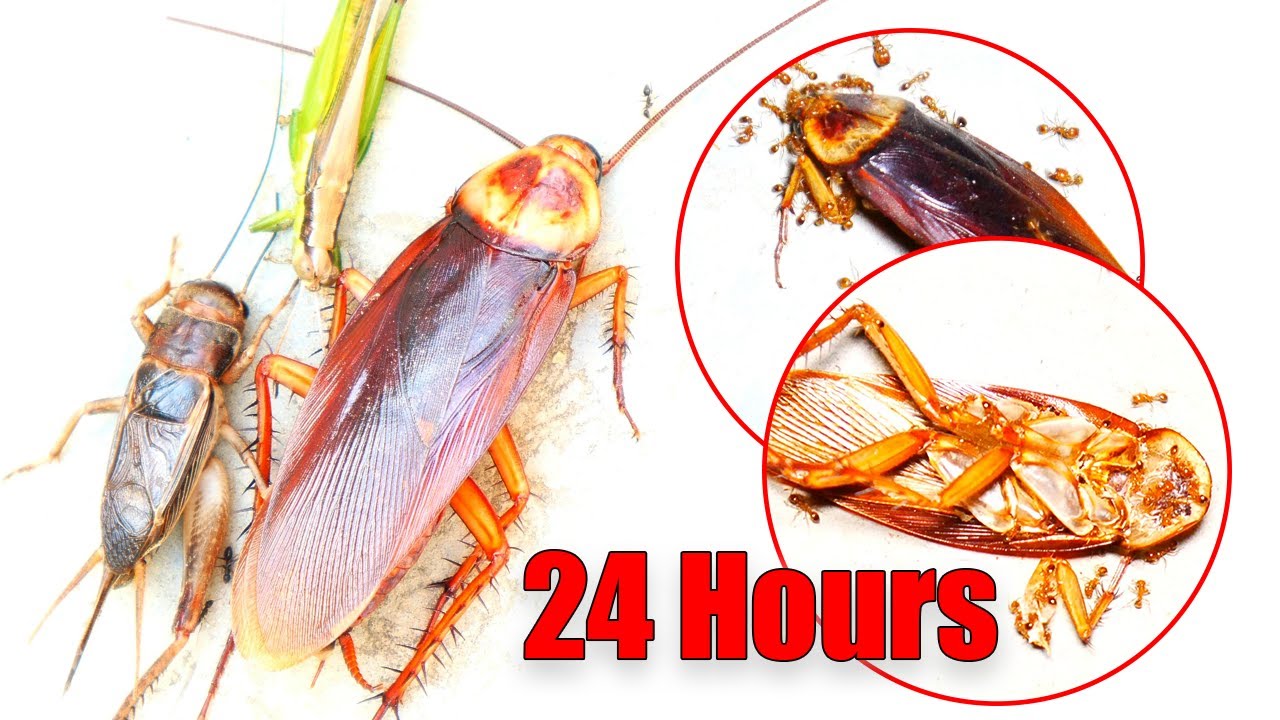 I Left 3 Insects in a Bottle for 24 Hours. Then the Ants Arrived.