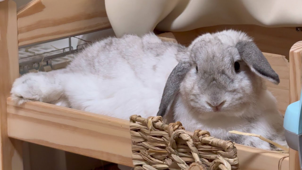 ネオヒーラー　うさままん様 ネオヒーラーうさままん様