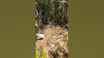 DOUBLE Breeding Ball Catch! Python Mayhem in the Glades