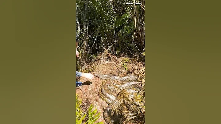 DOUBLE Breeding Ball Catch! Python Mayhem in the Glades