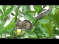 Squirrel eating Guava