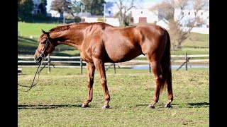 Frankie- For Sale