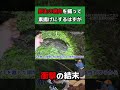 【衝撃】ウシガエルを捕まえて食べようとしたらまさかの結果に… #野食 #ウシガエル