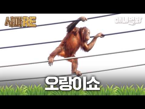 [#사파RE] 뭔가 보여드리겠습니다! 오랑이쇼...!!!💥 #TV동물농장 #AnimalFarm #애니멀봐
