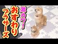 【豆柴】可愛過ぎる映像♪兄はやっぱり偉大だった！【子犬】【多頭飼い】