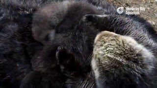 Wild Sea Otter Mom and Newborn Pup in the Great Tide Pool