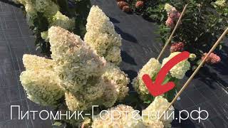 Гортензия метельчатая Полярный Медведь “Polar Bear” Гортензия метельчатая Полярный Медведь “Polar Bear”