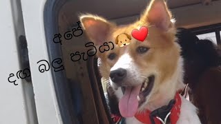 Our pet Dog ?❤️|Everything with Tharu |Subscribe My youtube channel 