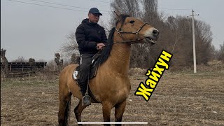 Жайхун сатылат #kyrgyzstan #horse