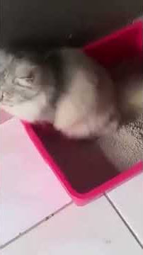 Story Wa lucu Prank emak makan tai kucing