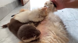 Baby otter drinking milk & sleeping with kittens, it's so cute