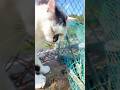 【シャー(ฅ`Д´ฅ)😾】② #cat #ネコ #ねこ #生配信切り抜き #shorts