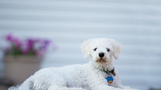 The Perfect Dog for City Living: Meet the Bichon Frise!