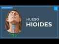 Anatomía del hueso hioides - Anatomía Fácil | Kenhub
