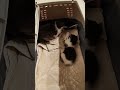 #straycat #kittens #kitty