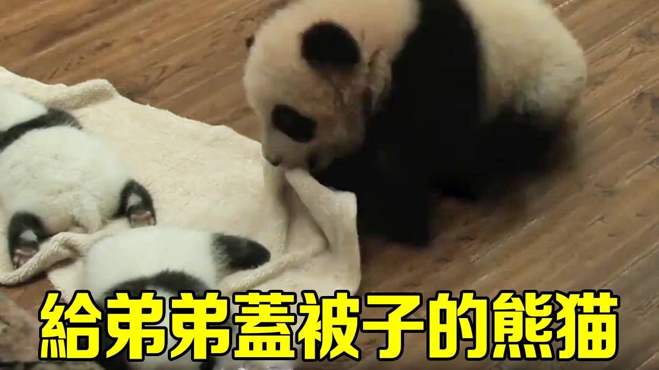 眼前這隻為弟弟妹妹蓋被子的小熊貓叫芝麻，自己都還是一隻走路不穩的熊貓幼崽，就懂得照顧弟弟妹妹！【辣豆娱乐】